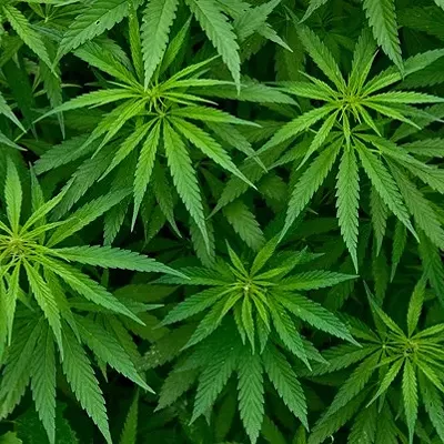 Image: Vermonters on Legal Weed in Colorado: It's Complicated