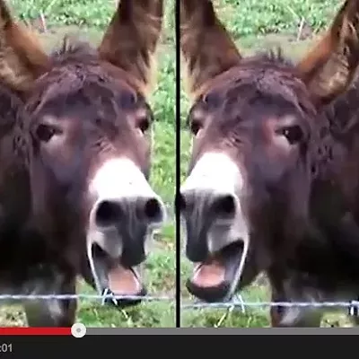 Image: Donkey Dean Stars in "Truly Bizarre" Video by Former Senate Candidate