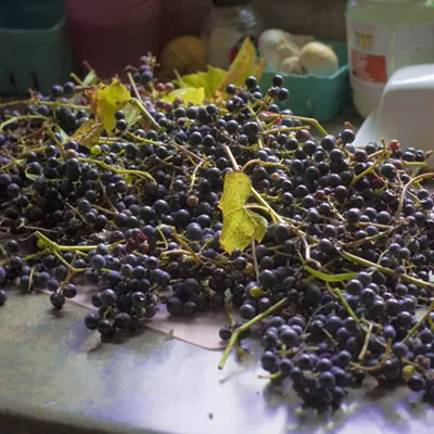 Image: Farmers Market Kitchen: Wild Grape Pie