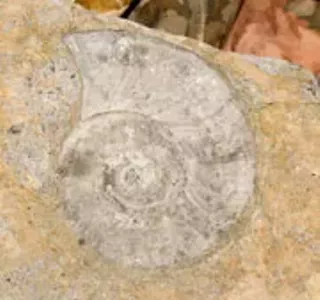 Image: Goodsell Ridge Fossil Preserve