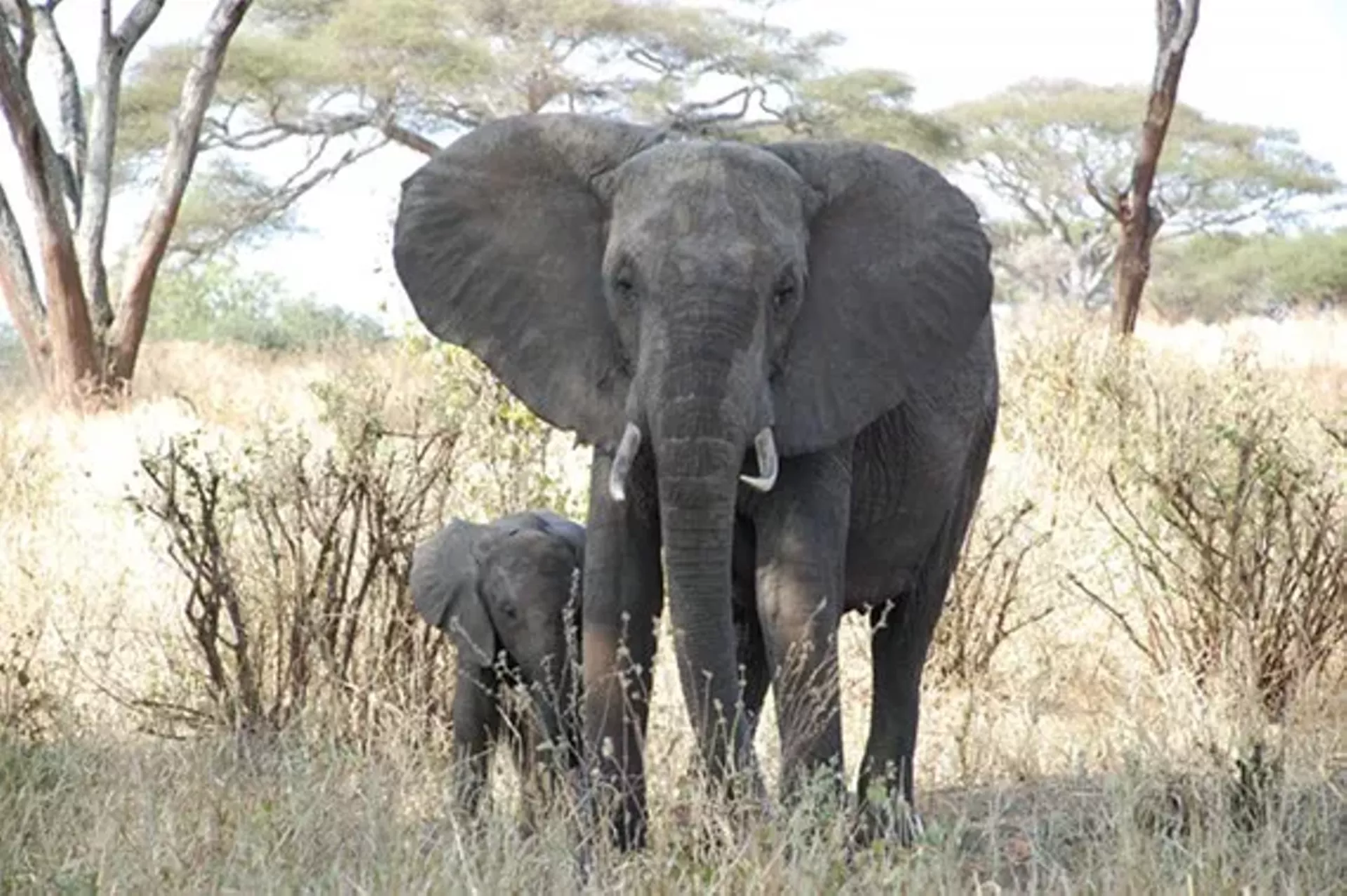c27e792b_elephants.webp