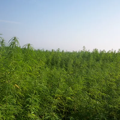 Image: Is This the Year for Legalizing Hemp Production in Vermont?