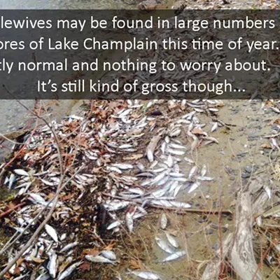 Image: Lake Champlain Fish Die-Offs the New Normal, According to Biologists