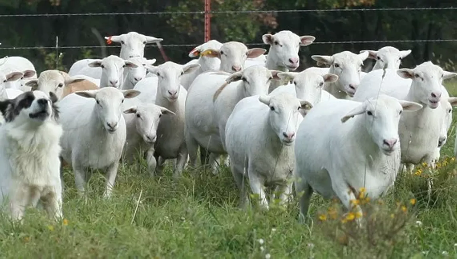 7faed855_sfsheep.webp