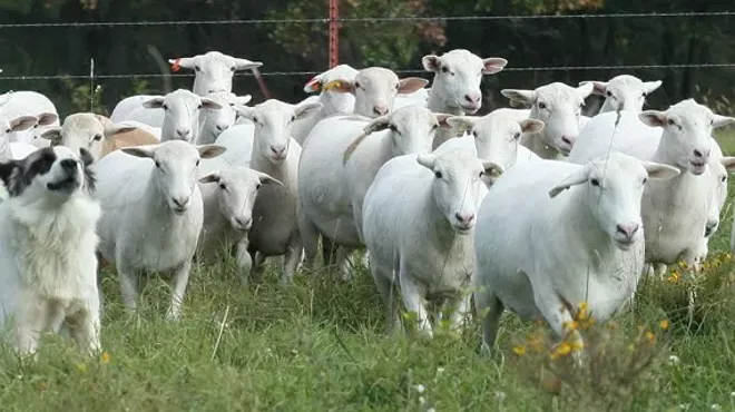 Image: Leaping Lambs & Shear Delights