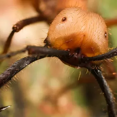 Image: Hordes of Ants Invade the Montshire Museum