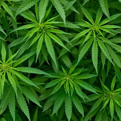 Image: Report Contemplates Legalizing Marijuana in Vermont