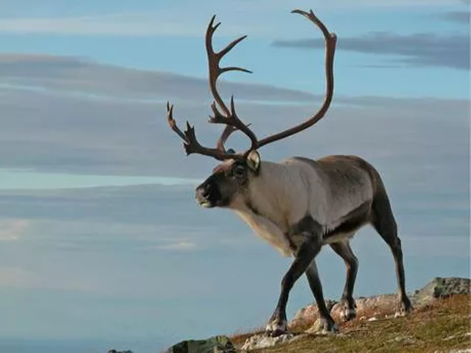 f68a2da5_reindeer1.webp
