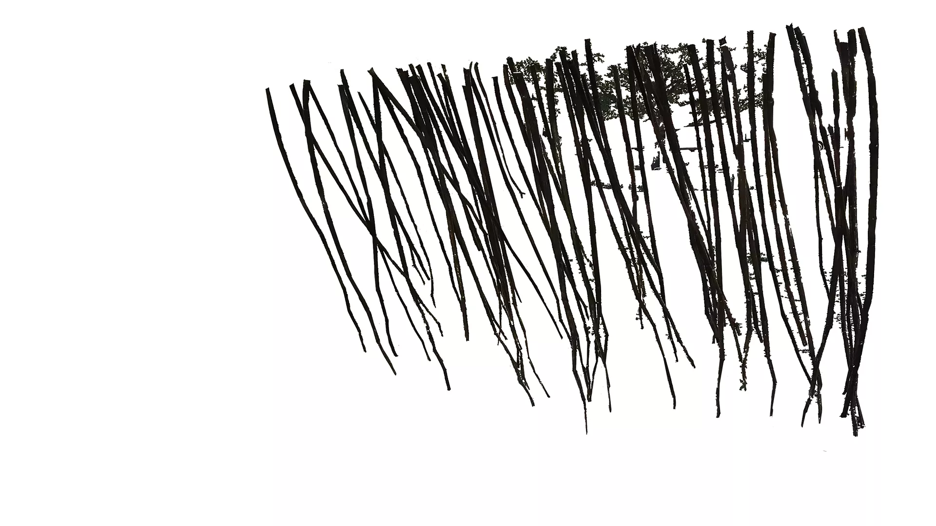 "Notweed" by Sean Clute