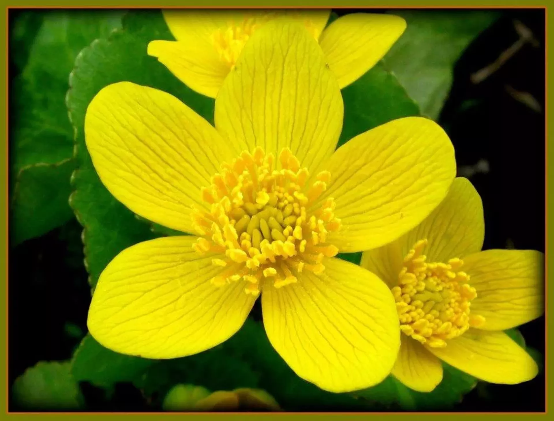 marsh marigold flowers