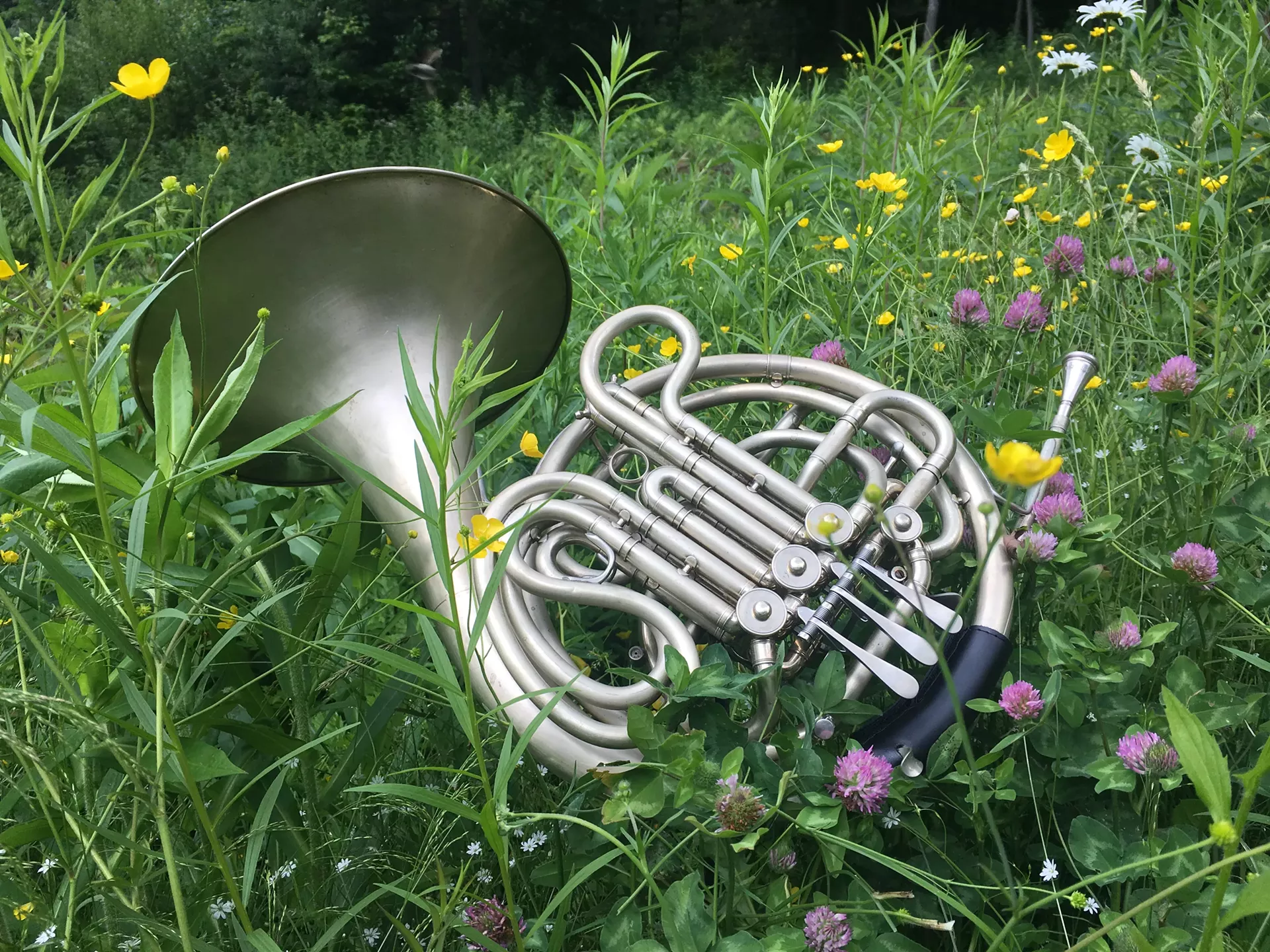 Summer Horn