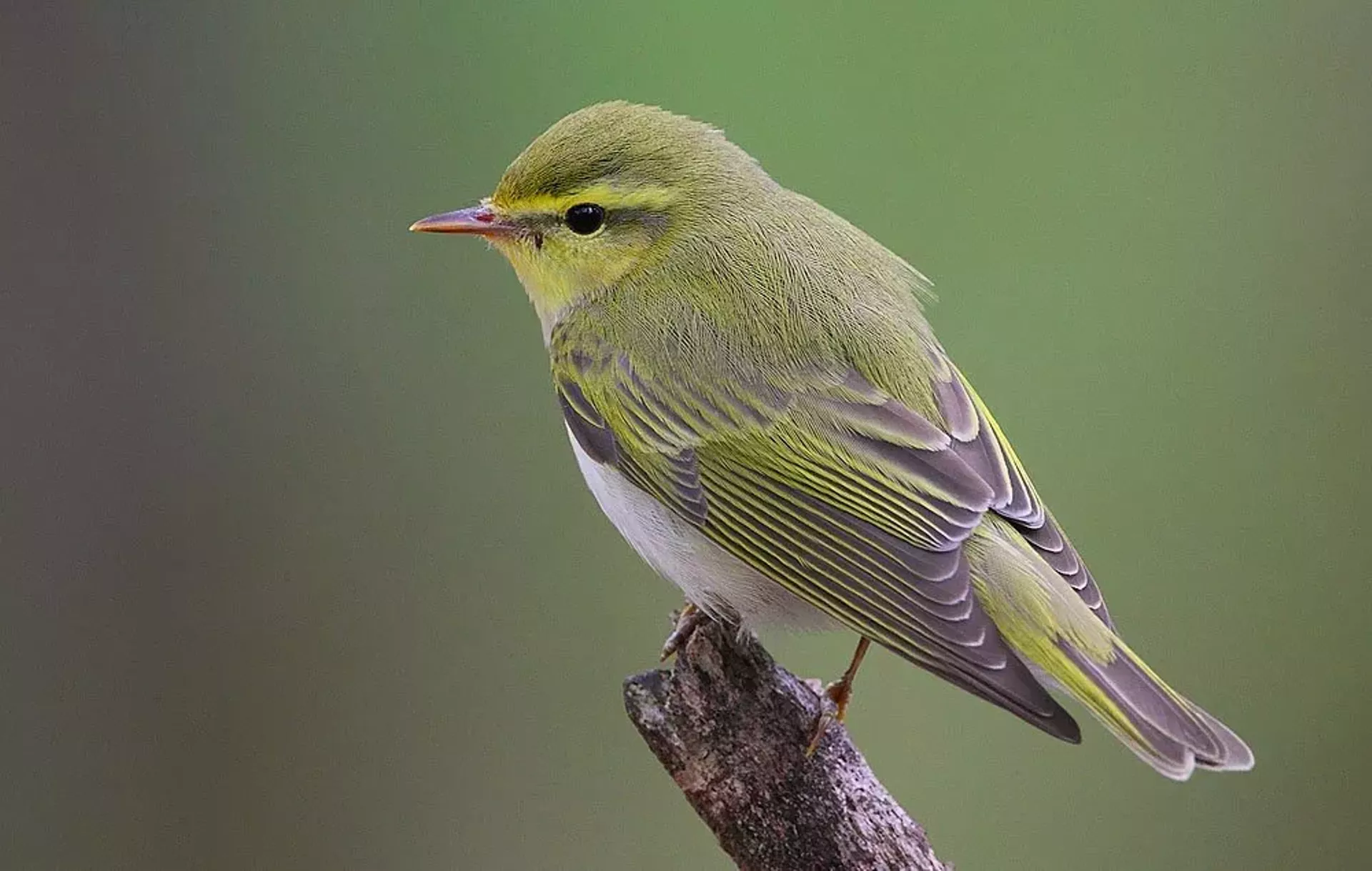 warbler.webp