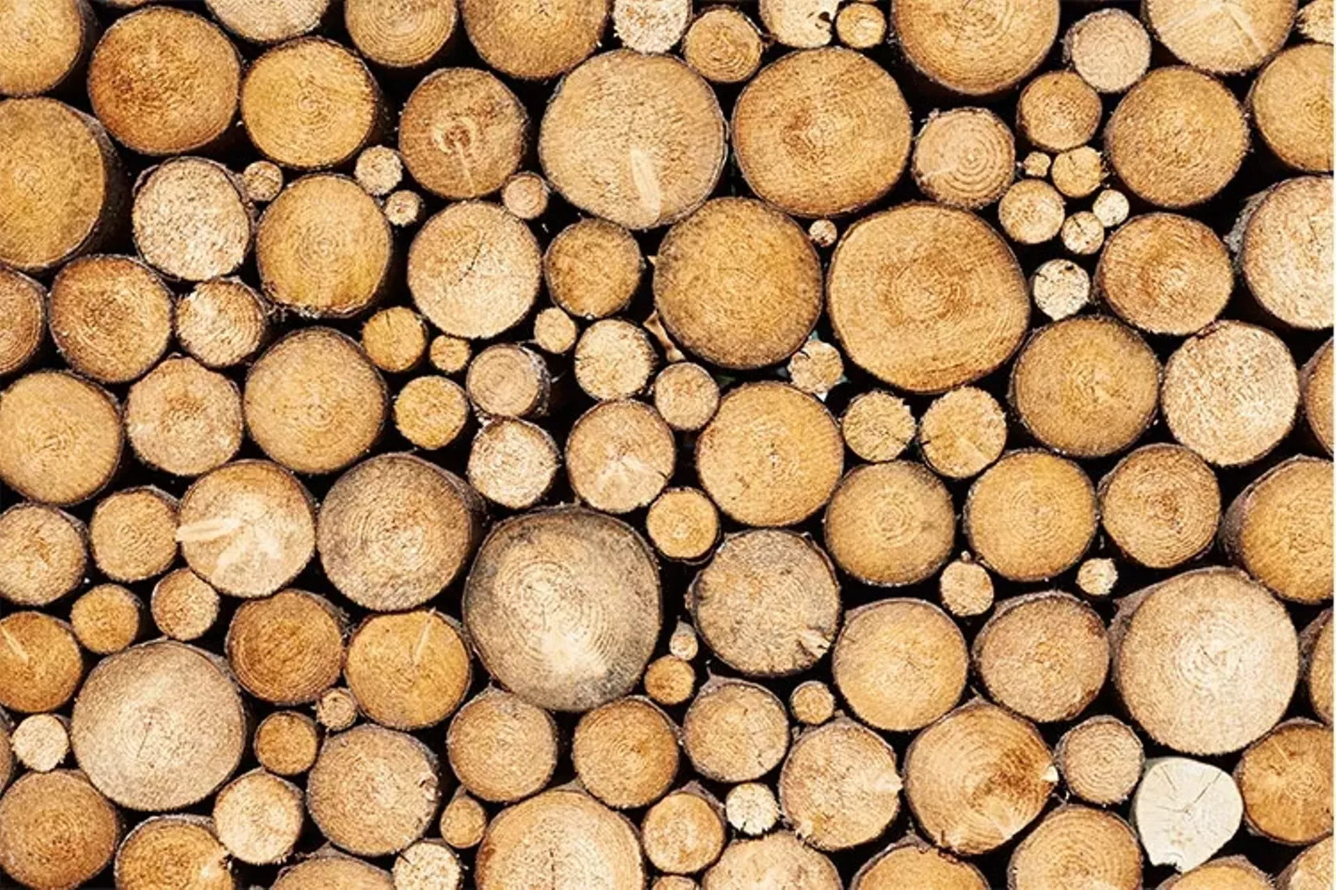 timberharvesting.webp