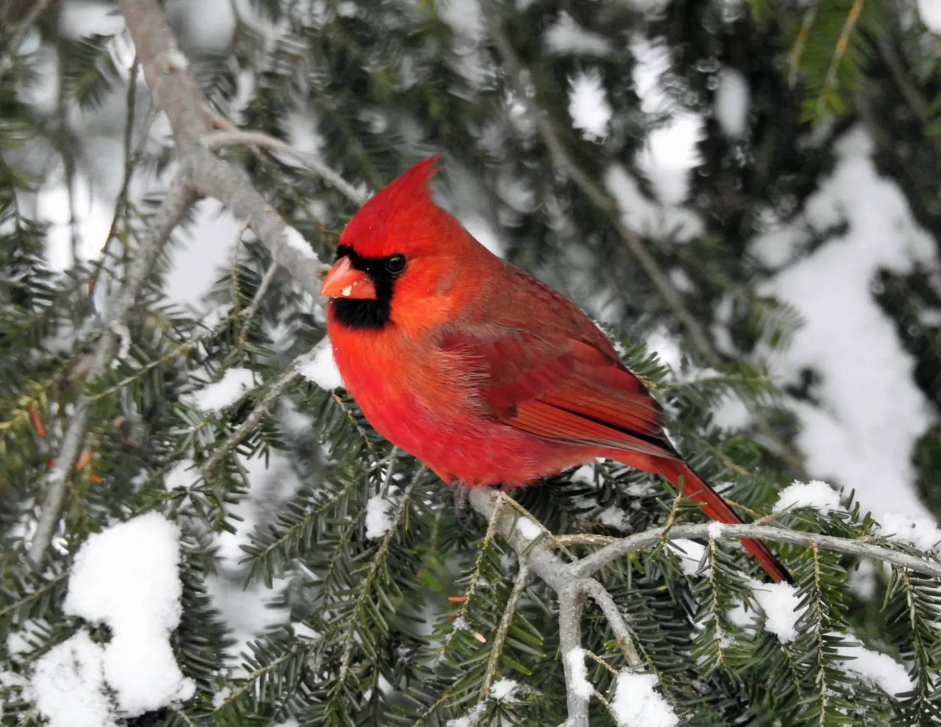 "Up Close Cardinal (Northern Cardinal)" by Sharon Radtke