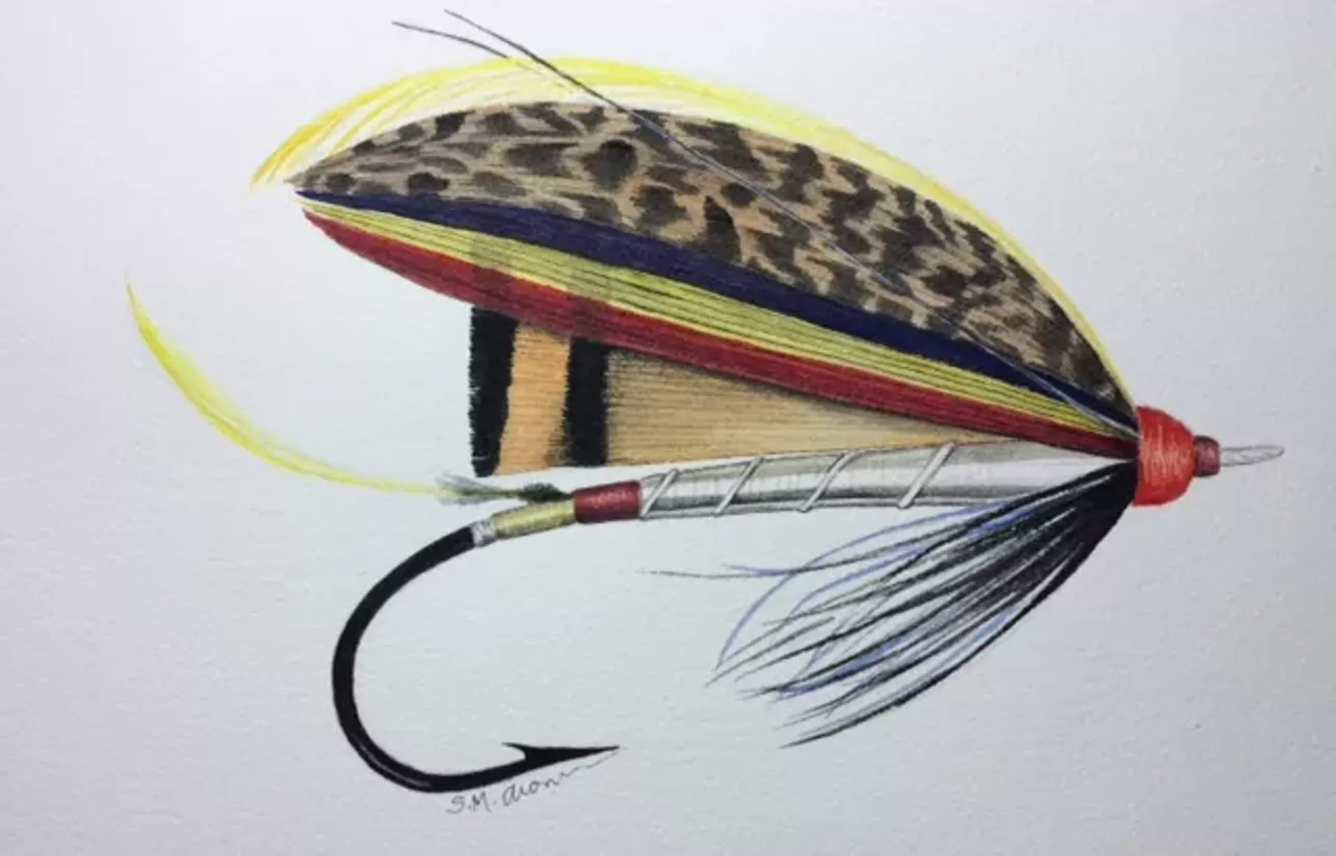 Drawing of a fly by Sam Aronson