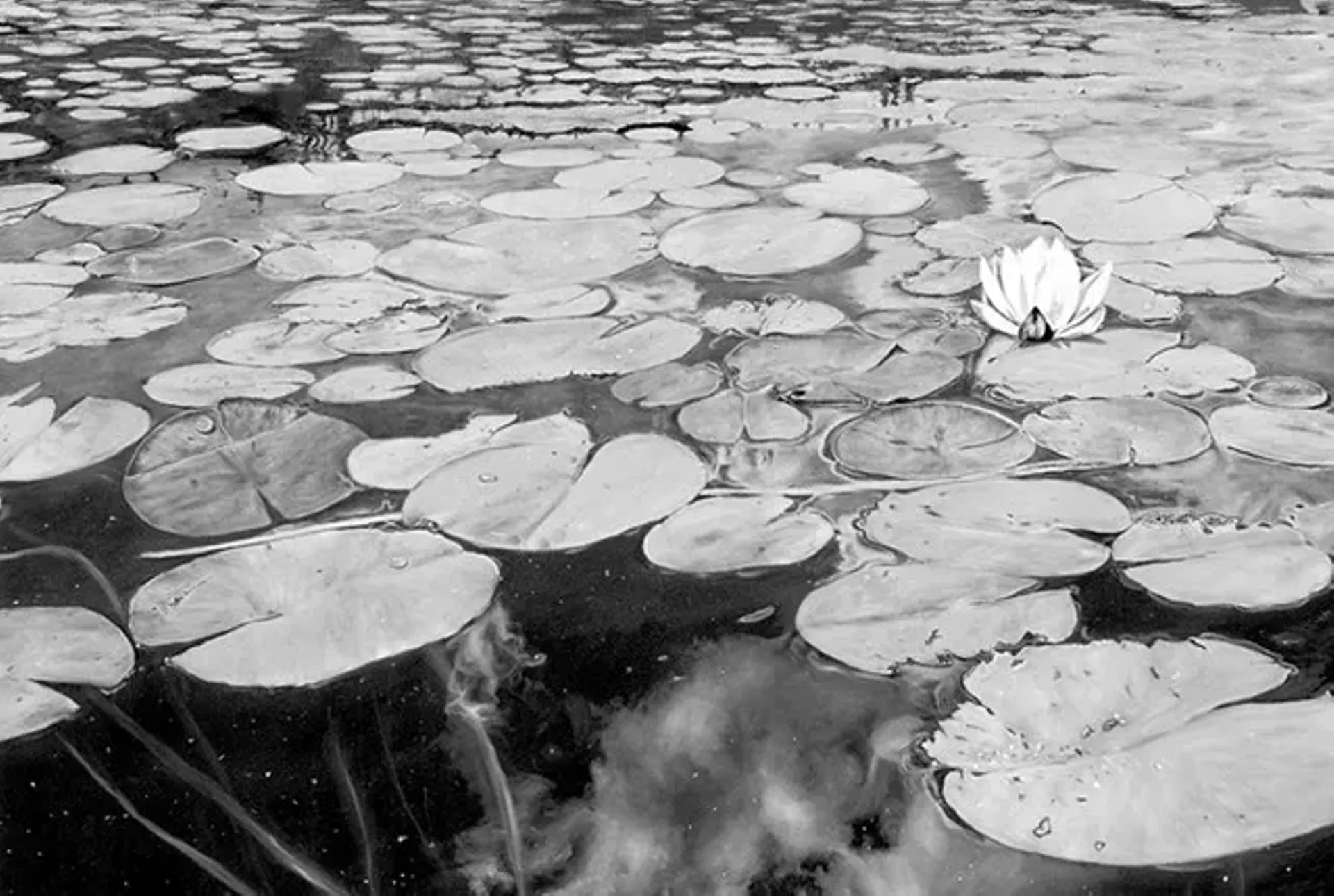 "Wolcott Pond in Bloom" by Gabriel Tempesta