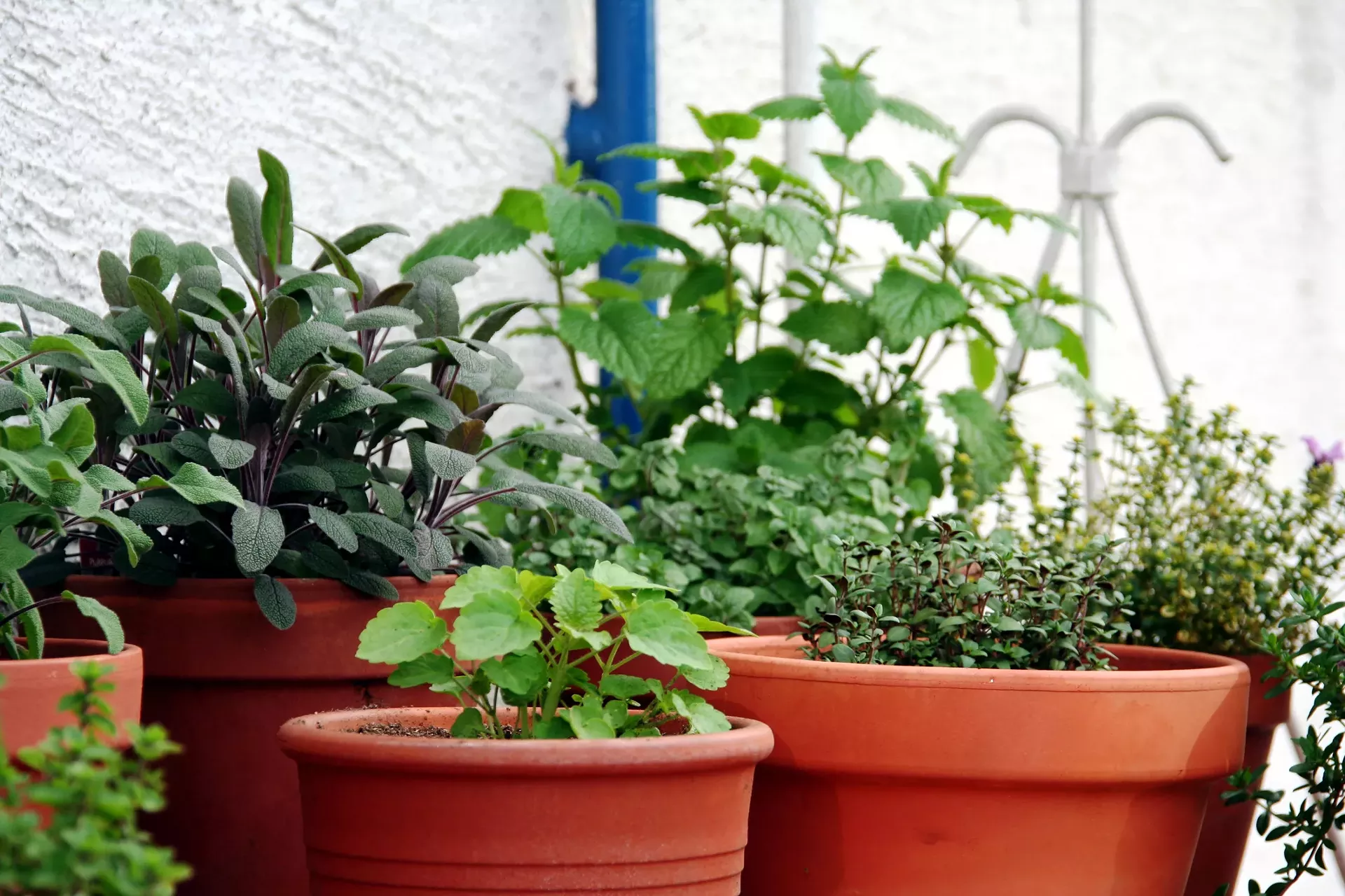 potted_plant_2.webp