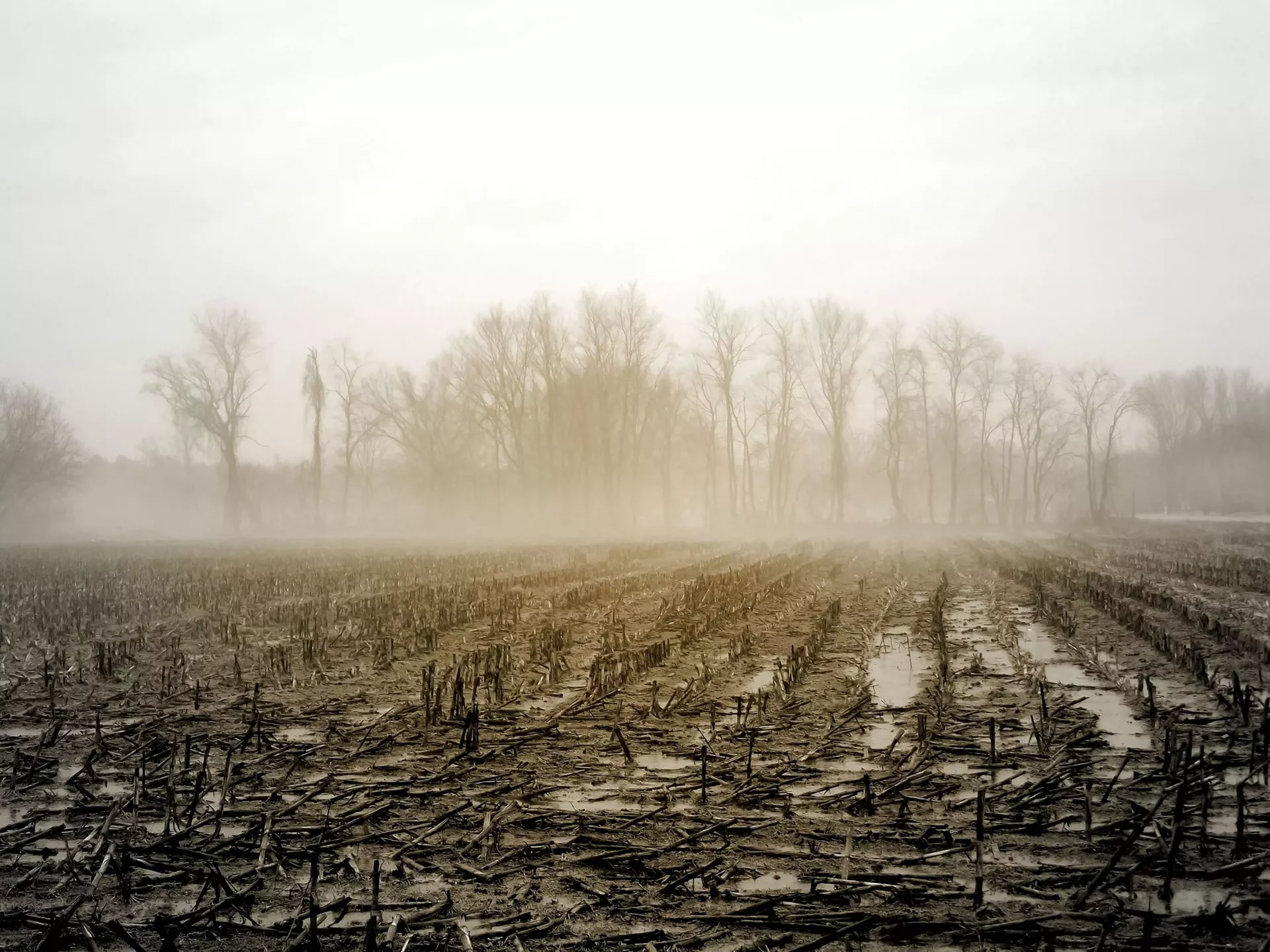"Mud Season" by Denise Letendre Bach