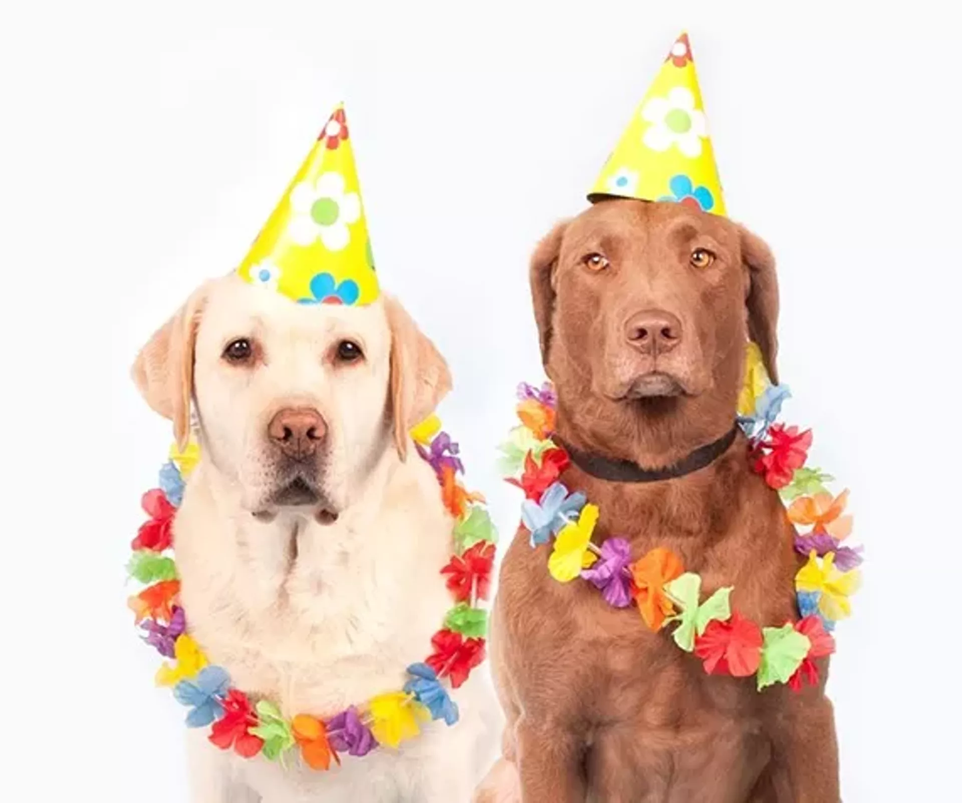 d340fd82_labrador-ernst-humor-pet-carnival-dogs-1190015.webp