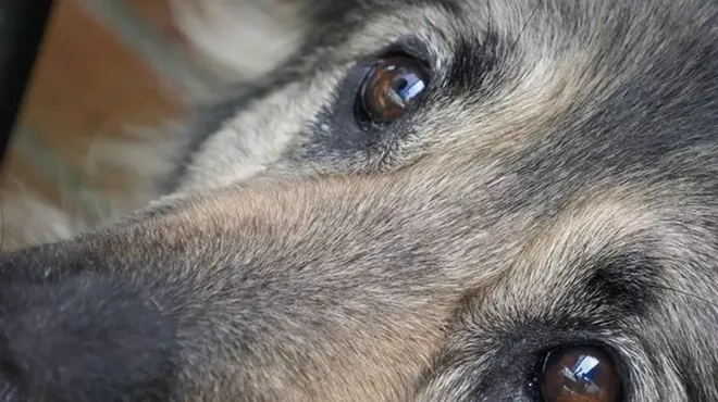 Image: Woof! What's the Dog Saying?