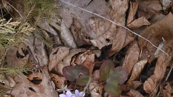 Image: Spring Wildflower Walk