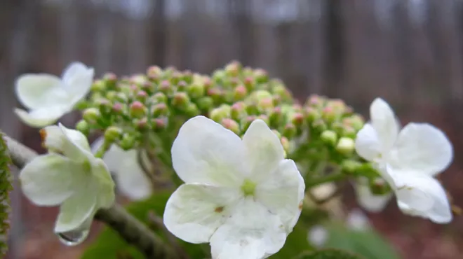 Image: Early Spring Community Wild Plant Walk