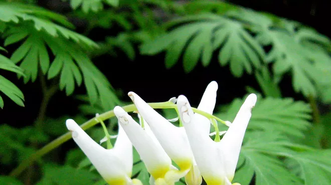 Image: Early Spring Community Wild Plant Walk
