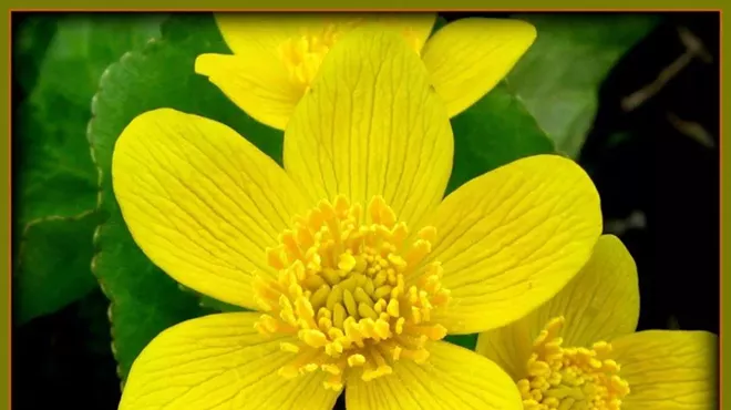 Image: Spring Wild Plant Walk