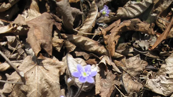 Image: Spring Wildflower Walk