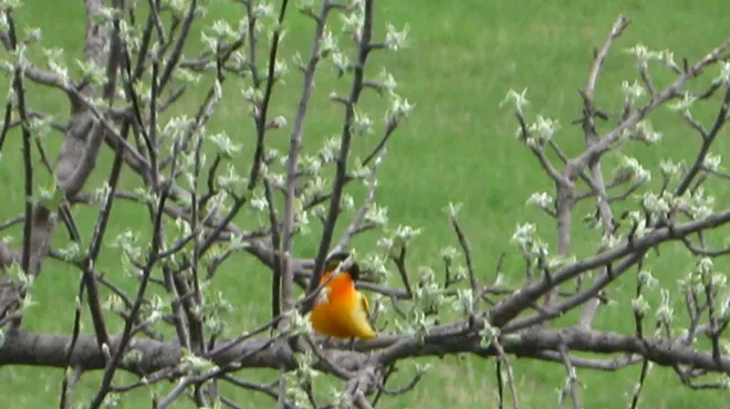 Image: Early Bird Nature Walk