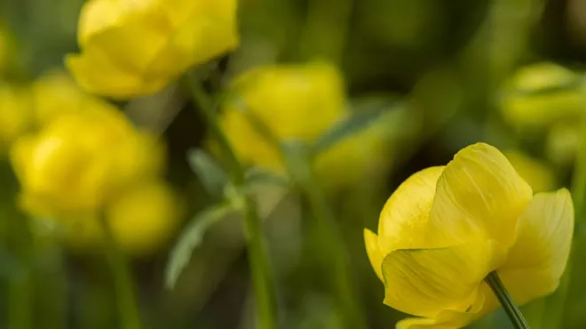 Image: 'Photographing the Flower'