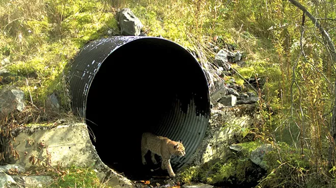 Image: Where the Wild Things Cross: Do Highway Tunnels Reduce Roadkill?