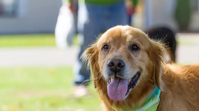 Image: Wag It Forward: A Nonprofit Festival for Pets
