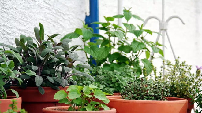 Image: G is for Garden
