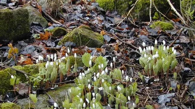 Image: Spring Wildflower Walk