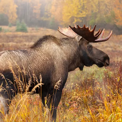 Image: A Sharply Reduced Vermont Moose Hunt Gets Preliminary Approval