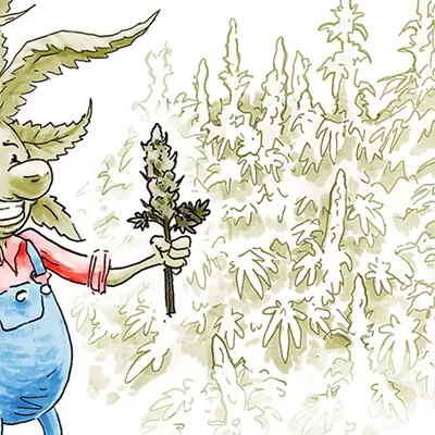 Image: New Haven Man Cautions Cannabis Growers After Thieves Steal His Plants
