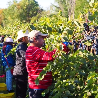 Image: New Americans Join in Shelburne Grape Harvest