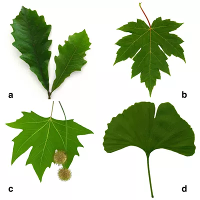 Image: Quiz: How Much Do You Know About Burlington's Trees?