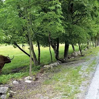 Image: No Prison Time for Man Whose Loose Bull Caused Fatal Wreck