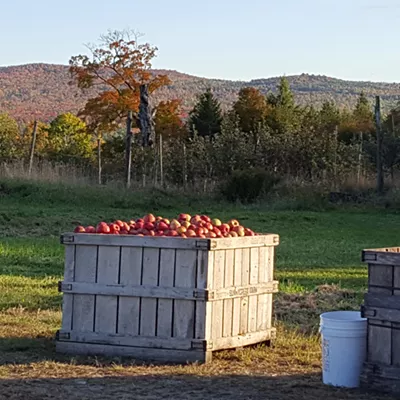 Image: Border Buster Cider Is the Fruit of Three Local Orchards