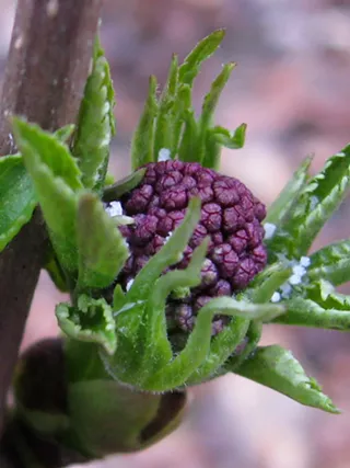 Image: Community Wild Plant Walk