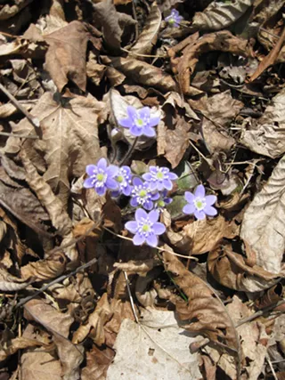 Image: Spring Wildflower Walk