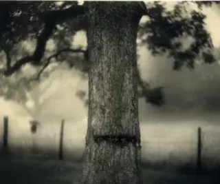 Image: 'What Remains: The Life and Work of Sally Mann'
