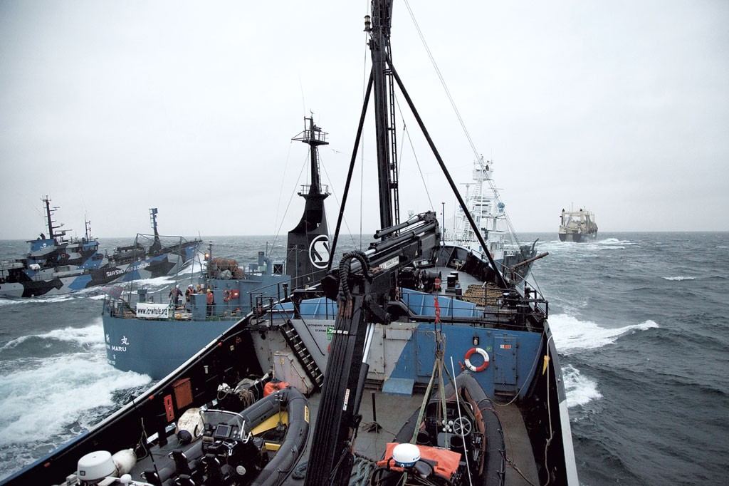 A Sea Shepherd vessel, Steve Irwin, nearly collides  with the Yushin Maru - COURTESY OF SEA SHEPHERD CONSERVATION SOCIETY