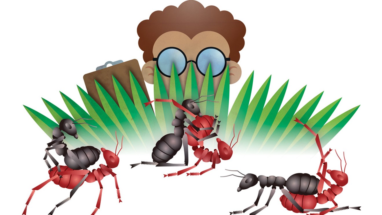 A UVM Study Considers the Sex Life of Ants Animals Seven Days Vermonts Independent Voice