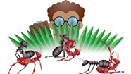 A UVM Study Considers the Sex Life of Ants