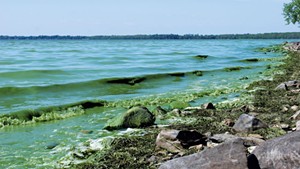 Algae-green waves roll upon the shore in Missisquoi Bay