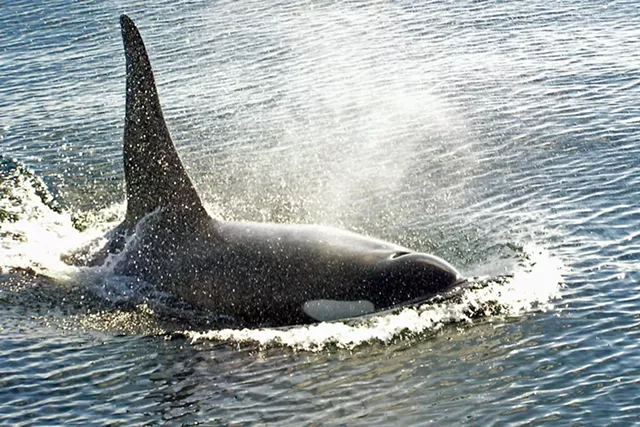 Controversial Orca Film Makes Waves at Revolution Oscar Party