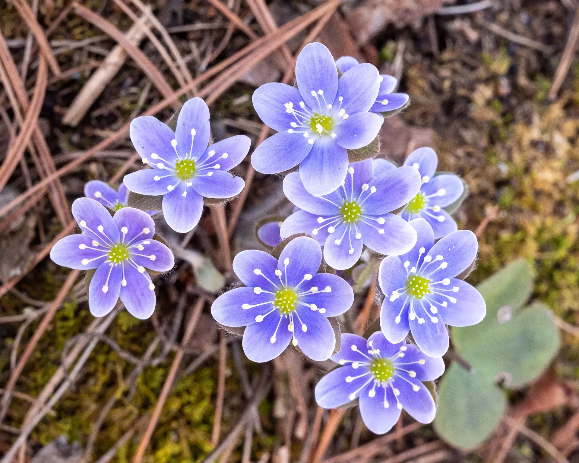 "Buckner Preserve Hike" by Chuck Helfer